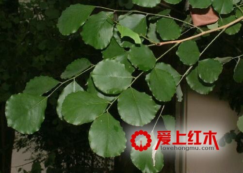 浅析阔叶黄檀家具-4