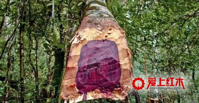 卢氏黑黄檀（大叶紫檀）最全干货资料【图】-2