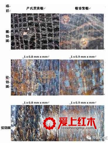 卢氏黑黄檀（大叶紫檀）最全干货资料【图】-4