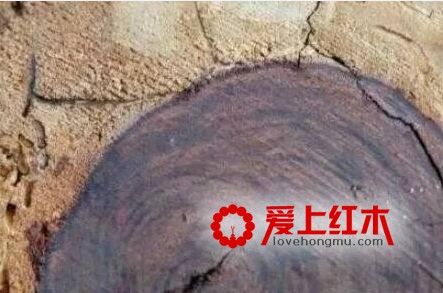 一招辨出奥氏黄檀、交趾黄檀、巴里黄檀-4
