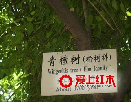 黑檀、白檀、红檀、紫檀、青檀、绿檀都是些什么鬼？-7