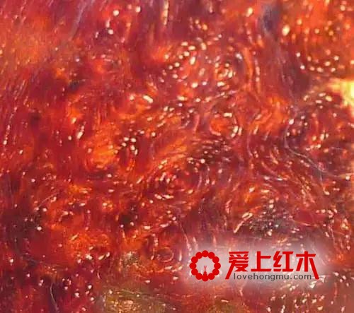 红木棕眼知多少 紫檀棕眼种类及形态介绍-3