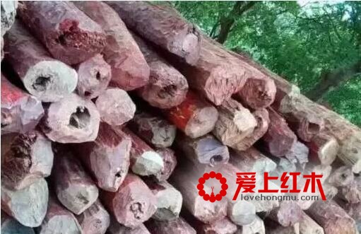 什么是血檀，血檀家具的优缺点-1