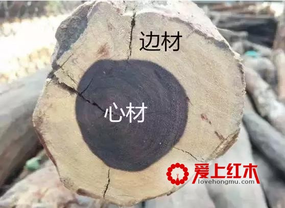 红木家具被虫蛀了怎么办？-1