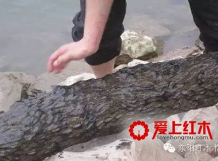 东方神木阴沉木到底什么来头？阴沉木到底有哪些特点
