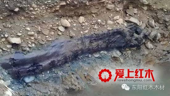 东方神木阴沉木到底什么来头？阴沉木到底有哪些特点-2