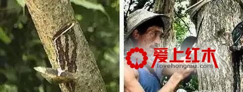 生漆是什么？红木家具擦生漆有什么好处？-2