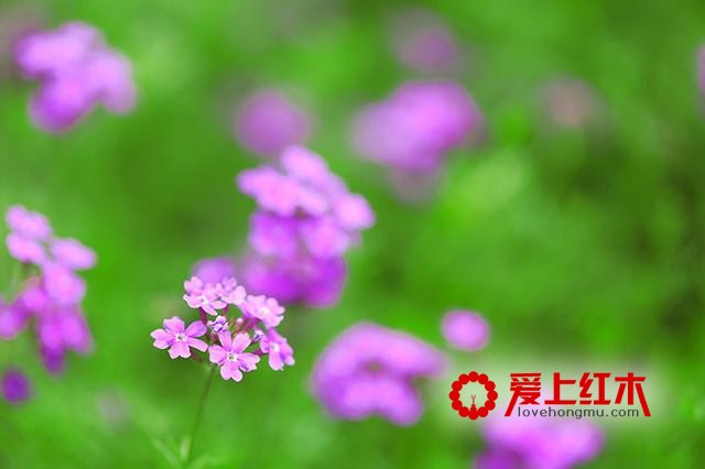 从地域聊起，红木家具如何应对盛夏“烤”验？-7
