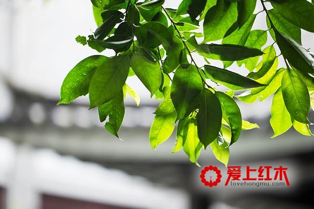从地域聊起，红木家具如何应对盛夏“烤”验？-6