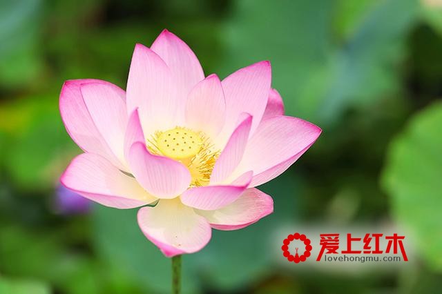 从地域聊起，红木家具如何应对盛夏“烤”验？-8