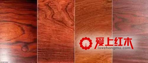 红酸枝木分类介绍 红酸枝木的识别经验介绍-1