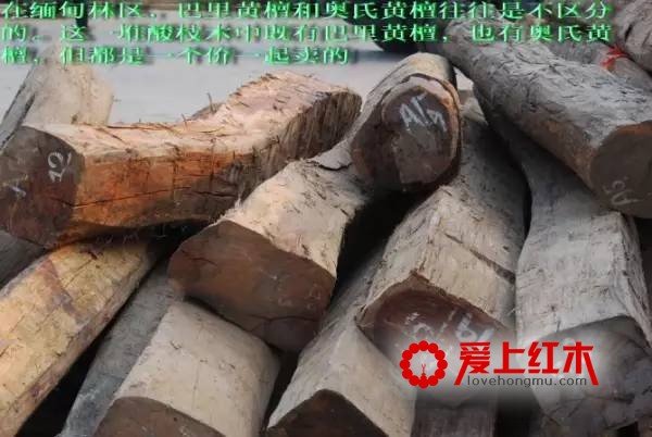 红酸枝木分类介绍 红酸枝木的识别经验介绍-6