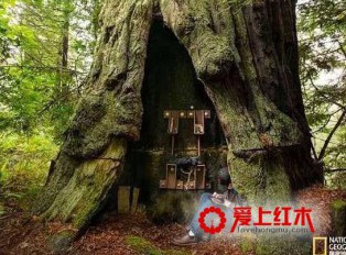 红木一生中的三次生命展现 红木的文化价值