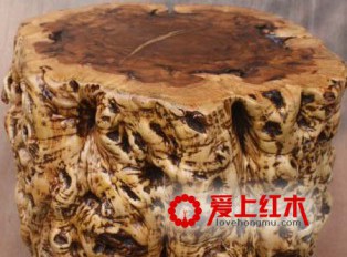 枣木的养生作用和功效