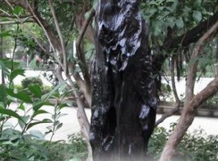 乌木相关的诗词辞赋作品