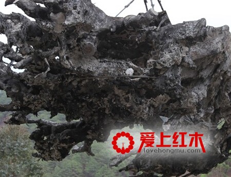 乌木的养生作用和功效！