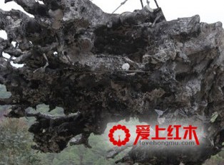 乌木的养生作用和功效！