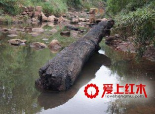 乌木的养生价值有哪些