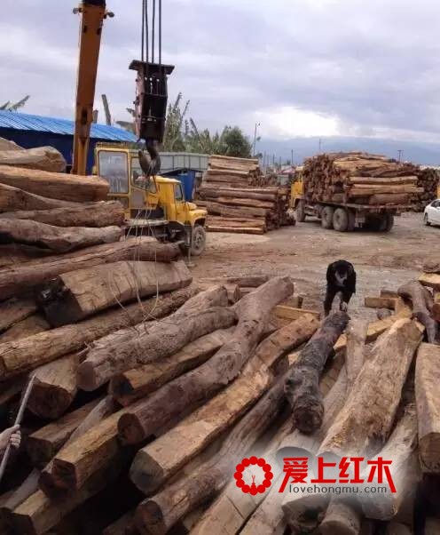 缅甸花梨称霸红木市场的原因是什么？