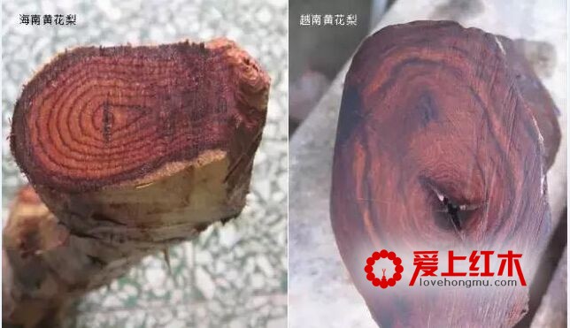 海南黄花梨与越南黄花梨的黑色素鉴别-2