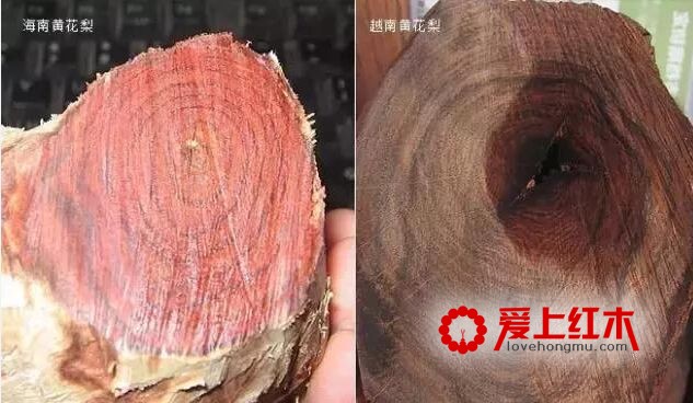 海南黄花梨与越南黄花梨的黑色素鉴别-1