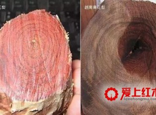 海南黄花梨与越南黄花梨的黑色素鉴别