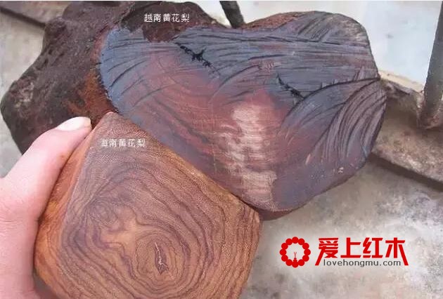 海南黄花梨与越南黄花梨的黑色素鉴别-5