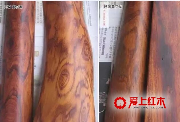 海南黄花梨与越南黄花梨的黑色素鉴别-4