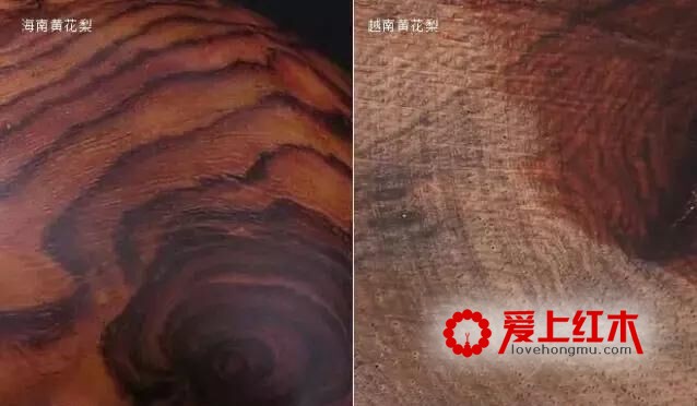 海南黄花梨与越南黄花梨的黑色素鉴别-6
