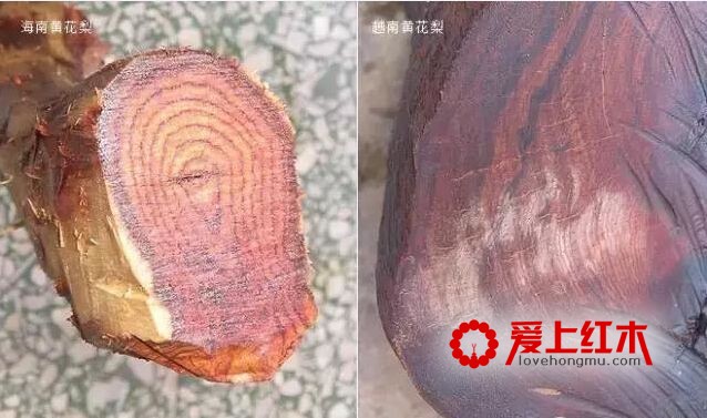 海南黄花梨与越南黄花梨的黑色素鉴别-7