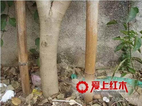 人工种植与野生的降香黄檀有什么区别？