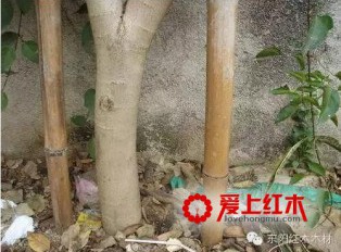 人工种植与野生的降香黄檀有什么区别？
