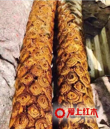 大叶黄花梨与海南黄花梨的区别-6