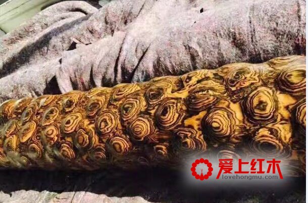 大叶黄花梨与海南黄花梨的区别-7