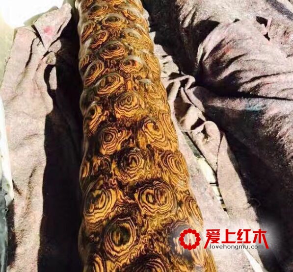大叶黄花梨与海南黄花梨的区别-5