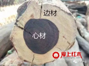 红木家具的白皮是什么？红木家具可以使用边材吗