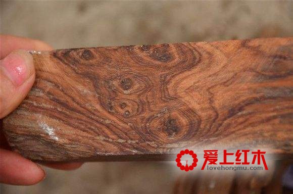 海南黄花梨的野生发展简史