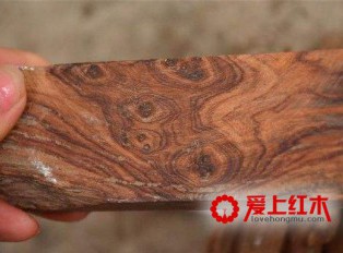 海南黄花梨的野生发展简史