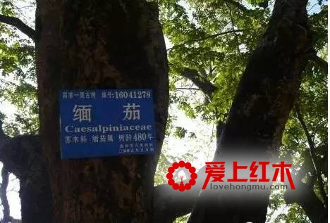 盘点红木市场上冒充缅甸花梨的9种木材【图】-3