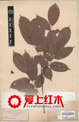 染料紫檀是什么？染料紫檀和小叶紫檀有什么区别-1