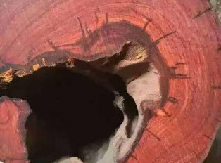 空心紫檀是怎么形成的？