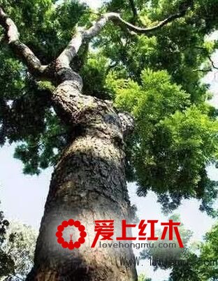 为何明式红木家具情有独钟于黄花梨原料-1