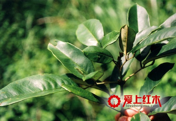 黄花梨木要如何养护