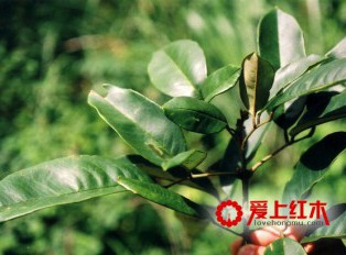 黄花梨木要如何养护