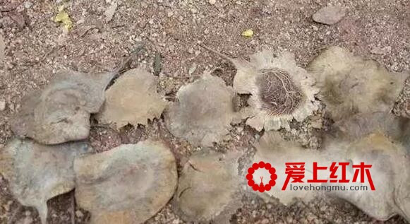 人工小叶紫檀与野生紫檀木的区别！