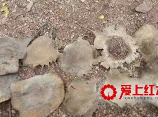 人工小叶紫檀与野生紫檀木的区别！