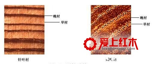 百年老紫檀是什么？