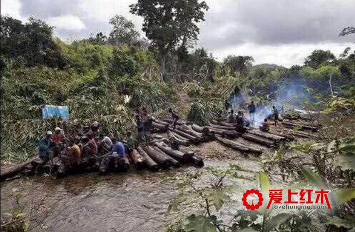 小叶紫檀木是怎么到中国的？