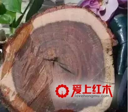 红酸枝黑酸枝有什么区别 如何通过底色分辨白枝花枝红枝-1