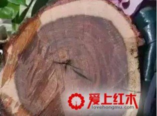 红酸枝黑酸枝有什么区别 如何通过底色分辨白枝花枝红枝